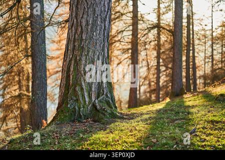 Sonnenlicht zieht durch hohe Nadelbäume auf einen moosbedeckten Stamm und einen grasbewachsenen Hang und schafft eine warme, friedliche Herbstatmosphäre. Stockfoto