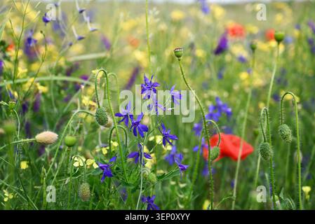 Wilde Wiese mit blauen Wildblumen und Mohnknospen, die zwischen grünen Gräsern wachsen. Natürliche Frühlingslandschaft mit geringer Schärfentiefe und sanften Farben. Stockfoto