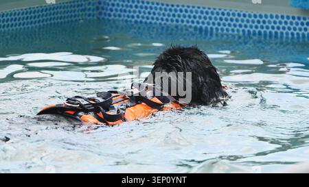 Schwarzer Hund schwimmt im Pool und trägt orangefarbene Schwimmweste für Sicherheit und Bewegung Stockfoto