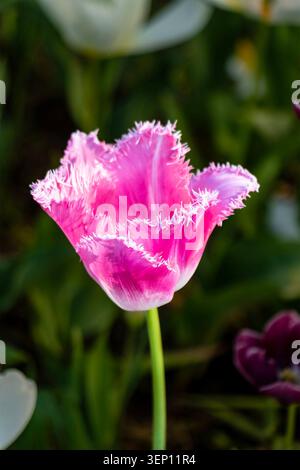 Nahaufnahme einer einzelnen pinkfarbenen Tulpenblume, die im Frühling in einem Garten blüht Stockfoto