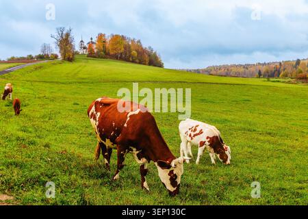 Kühe grasen friedlich auf einer grünen Weide während eines ruhigen Herbsttages auf dem Land Stockfoto
