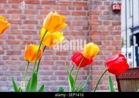 Gelbe und rote Tulpen blühen vor einer roten Ziegelmauer Stockfoto