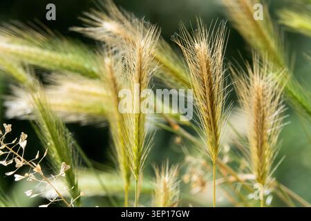 Detail gefährlicher scharfer Aunen und Ohren von Wall Gerley Hordeum murinum, einem invasiven urbanen Unkraut, das Haustieren Verletzungen verursacht Stockfoto