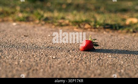 Frische rote Erdbeere, die auf rauem Asphaltpflaster im warmen Abendsonnenlicht mit geringer Schärfentiefe und unscharfem grünem Hintergrund liegt Stockfoto