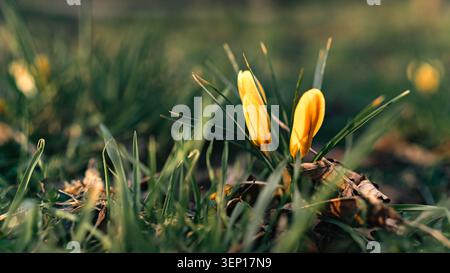 Nahaufnahme von gelben Krokusknospen aus Frühlingsgras und trockenen Blättern, fotografiert bei warmem natürlichem Sonnenlicht mit weichem Hintergrund Stockfoto