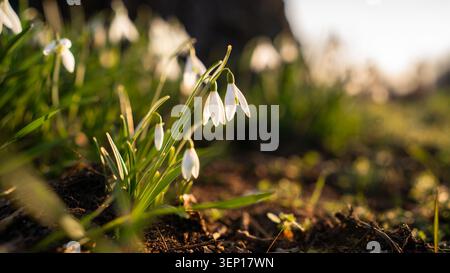 Nahaufnahme von zarten weißen Schneeglöckchen, die im Frühlingsgras wachsen, fotografiert in warmem goldenem Sonnenlicht mit geringer Schärfentiefe und weichem natürlichem Bokeh Stockfoto