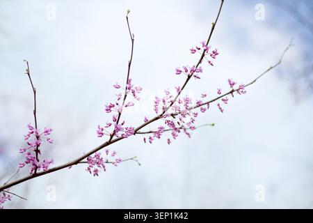 Zweig eines blühenden Rotknospenbaums mit rosa Blüten vor einem wolkigen blauen Himmel an einem Frühlingstag in Iowa. Stockfoto