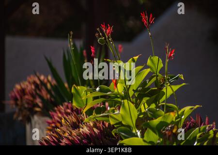 Tropische Gartenpflanzen mit hellgrünen Blättern, roten Blüten und bunten Zierblättern, die im Sonnenlicht auf Teneriffa, den Kanarischen Inseln, Spanien wachsen. N Stockfoto