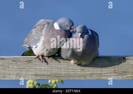 Holztaube, Columba Palumbus, Erwachsenenpaarbindung, Balz auf einem Klippenzaun nach Norfolk April Stockfoto