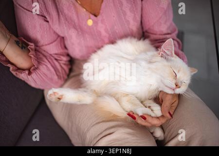 Frau, die eine flauschige weiße Katze hält und friedlich auf dem Schoß schläft Stockfoto