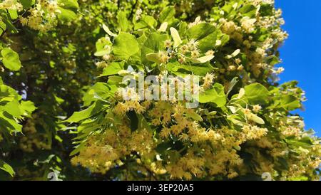 Nahaufnahme blühender Lindenzweige, bedeckt mit zarten gelben Blüten und grünen Blättern vor einem hellblauen Himmel. Stockfoto