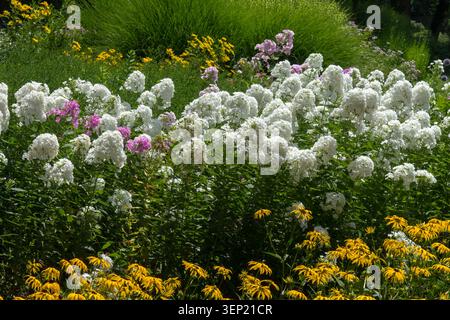 Weiße und gelbe Blüten von Summer Phlox Phlox paniculata und Black-Eyed Susan Rudbeckia fulgida in einem Mischbeet in einem Sommergarten Stockfoto