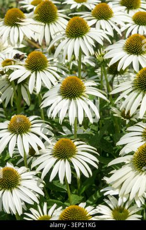 Weiße Blüten von Echinacea Echinacea purpurea 'Weißer Schwan' in einem gemischten Blumenbeet in einem Sommergarten Stockfoto