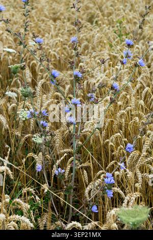 Blaue Blüten von gemeinem Zichorium Cichorium intybus, die als landwirtschaftliches Unkraut auf einem Getreideweizenfeld wachsen Stockfoto