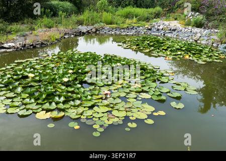 Seerosen Pflanzen in einem wilden Ökosystemteich umgeben von einem Steinufer und grüner Vegetation in einem Sommergarten Stockfoto