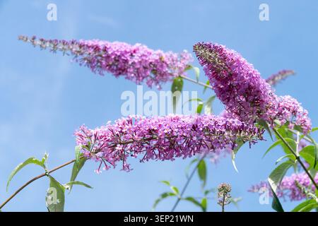 Detail mit rosa Blumen von Butterfly Bush Buddleja davidii „Pink Delight“ gegen ein Blau Stockfoto