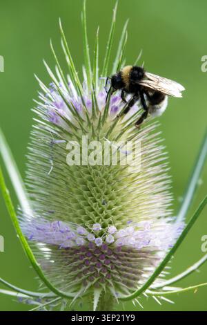 Wilde Teasel Dipsacus fullonum mit einer Hummel Bombus terrestris auf der Suche Stockfoto