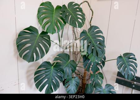 Grüne Blätter der Schweizer Käsepflanze Monstera deliciosa in einem Innenraum des Hauses Stockfoto