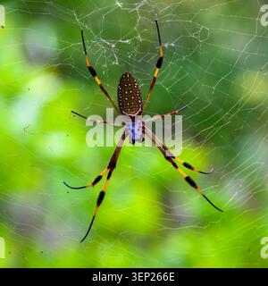 Eine Golden Orb Weaver Spinne (Bananenspinne), die auf ihrem Netz liegt, Ocho Rios, Jamaika Stockfoto