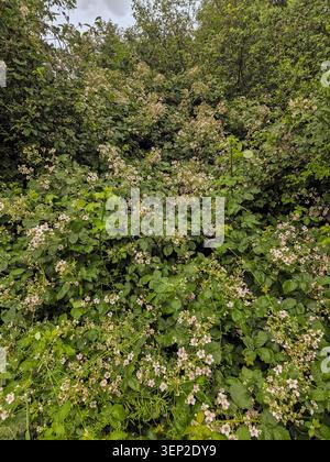 Busche der blühenden Brombeere (Rubus sp.), Klettern in Büschen und Bäumen Stockfoto
