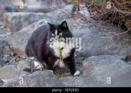 Schwarz-weiße Katze erkunden felsiges Seeufer in finnischer Wildnis während des Sommerabenteuers Stockfoto