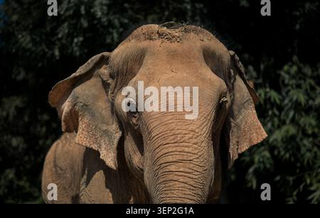 Nahaufnahme eines alten asiatischen Elefanten mit detaillierten Hautfalten, Augen und Textur in einem Elefantenschutzgebiet in Ban Ta Klang, Surin, Thailand. Stockfoto