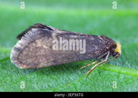 Taleporia tubulosa, die große Birke hell, ist eine kleine Nachtmotte aus der Familie der Bagworm Motten (Psychidae). Die Raupen ernähren sich von Flechten. Stockfoto
