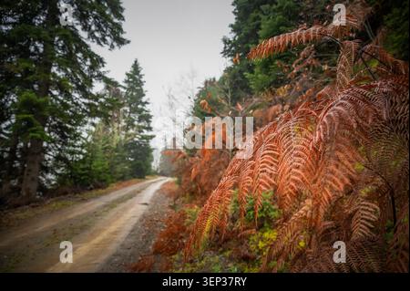 Braune Farne in einem Wald in Thessalien, Griechenland Stockfoto