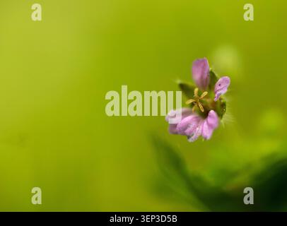 Makroaufnahme einer kleinen, zarten rosafarbenen Blume mit feinen Details, weichem, verschwommenem grünem Hintergrund, niedrigem Winkel. Stockfoto