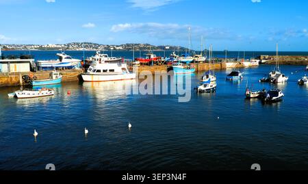 Drei Schwäne schwimmen im ruhigen Wasser des Hafens von Paignton mit angelegten Booten an einem hellen, sonnigen Novembermorgen und vor der Kulisse von Torquay gegenüber Tor Stockfoto
