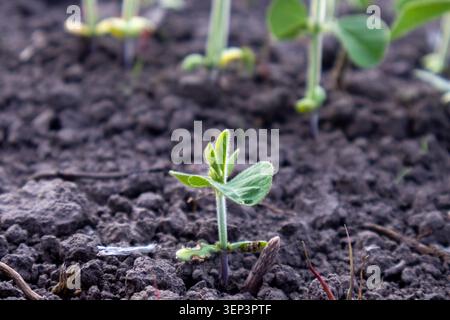 Eine kleine Pflanze bricht durch den dunklen Boden in einem Garten. Grüne Blätter entfalten sich, wenn die Pflanze zu wachsen beginnt. Es ist Frühling und die Natur erwacht zum Leben. Stockfoto