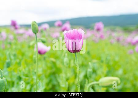 Eine wunderschöne horizontale Nahaufnahme blühender lila Mohnblumen mit selektivem Fokus auf eine einzelne Blüte vor einem verschwommenen grünen Feld. Toll für Stockfoto