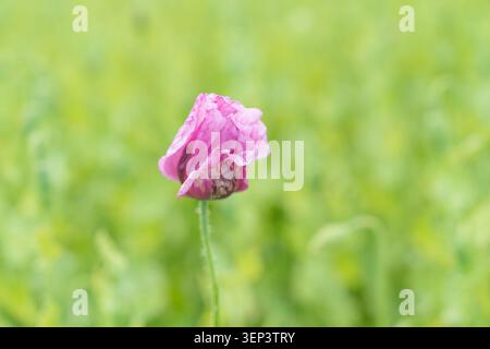Eine schöne Nahaufnahme einer einzigen leuchtenden lila Mohnblume, die auf einem üppig grünen Ackerfeld blüht. Perfektes Asset für botanische Hintergründe Stockfoto