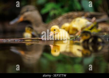 Seltene wilde gelbe Entlein Stockfoto