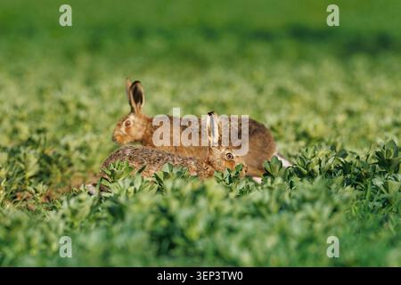 Hasen in der Cotswold Landschaft Stockfoto