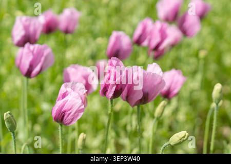 Wunderschöne Landschaft eines landwirtschaftlichen Feldes mit violetten Papaverpflanzen, die sich im Wind bewegen. Idealer Hintergrund für Wellness-Marken, umweltfreundlich Stockfoto