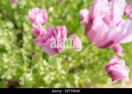 Eine einzigartige Nahaufnahme aus einem Hochwinkel, die in den Kern einer leuchtenden, violetten Mohnblume, umgeben von grünen Blättern, hinunterblickt. Perfekter Texturhintergrund Stockfoto