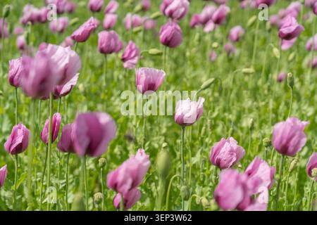 Leuchtender lila Mohn, der zusammen mit wilder Kamille auf einem ländlichen Feld wächst. Perfekte Darstellung der Natur im Sommer und der wunderschönen Blumen Stockfoto