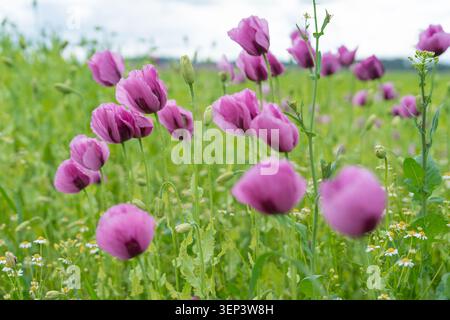 Künstlerische selektive Fokusfotografie von blühenden lila Mohnblumen auf einem grünen Sommerfeld. Erzeugt einen traumhaften, weichen atmosphärischen Hintergrund Stockfoto