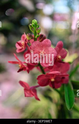Dunkelrote und rosafarbene Vanda- oder Ascocenda-Orchideenblüten mit gepunkteten Blüten und grünen Knospen, die am Stiel blühen, Nahaufnahmen mit weichem bunten Bokeh Stockfoto