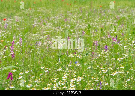 Ein Panoramablick auf eine üppig grüne Sommerwiese, bedeckt mit weißen Kamillen, violettem Klee und rotem Mohn. Hochwertige Archivbilder für Stockfoto