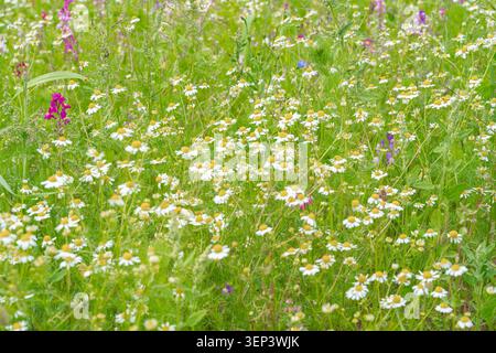 Eine dichte Nahaufnahme einer lebhaften Sommerwiese voller blühender weißer Kamillen und wilder violetter Blumen. Perfekter Hintergrund für Bio-Tee Stockfoto