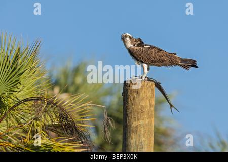 Ein westlicher Fischadler (Pandion haliaetus), der einen Fisch an einem Stock isst. Stockfoto