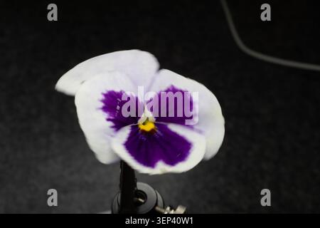 Buntes Blumenbeet im Siegener Schlossgarten in äußerster Nähe Stockfoto