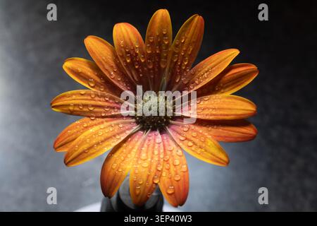 Buntes Blumenbeet im Siegener Schlossgarten in äußerster Nähe Stockfoto