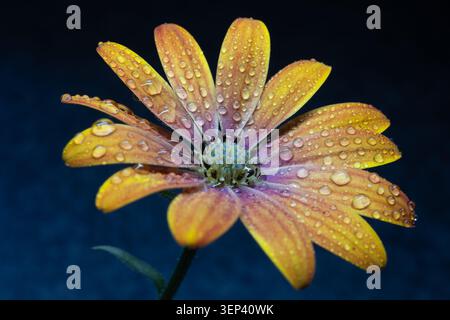 Buntes Blumenbeet im Siegener Schlossgarten in äußerster Nähe Stockfoto