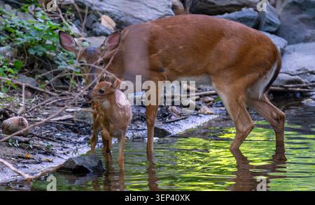 Weißschwanzhirsche in ihren Sommermänteln Stockfoto