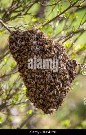 Grosse Honigbienenschwarm, der sich während des natürlichen Fortpflanzungsprozesses einer Bienenkolonie auf einem Baumzweig versammelt hat. Faszinierende Wildtierszene im Frühling Stockfoto