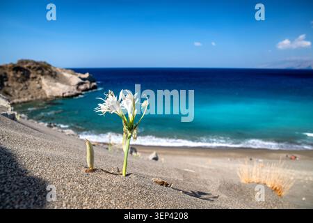 Weiße Meeresnarzissen wachsen auf Sanddünen am Strand Agios Pavlos auf Kreta, Griechenland. Türkisfarbenes Wasser des Libyschen Meeres schaffen ein atemberaubendes M Stockfoto