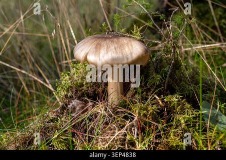 Wilde Pilze, die in Moos und Gras in einer natürlichen Waldumgebung wachsen Stockfoto